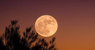 Lua do cervo: entenda o simbolismo e a energia da lunação de julho