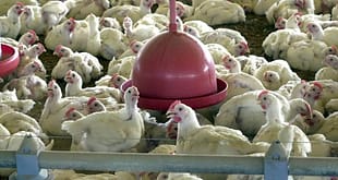 UE reconhece Brasil como livre de gripe aviária e retoma compras de carne de frango