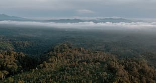 China decide não investir em fundo florestal criado pelo Brasil na COP30