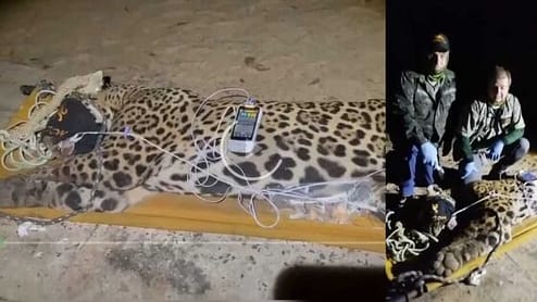 A captura do animal foi realizada pela PMA com o auxílio de pesquisadores.